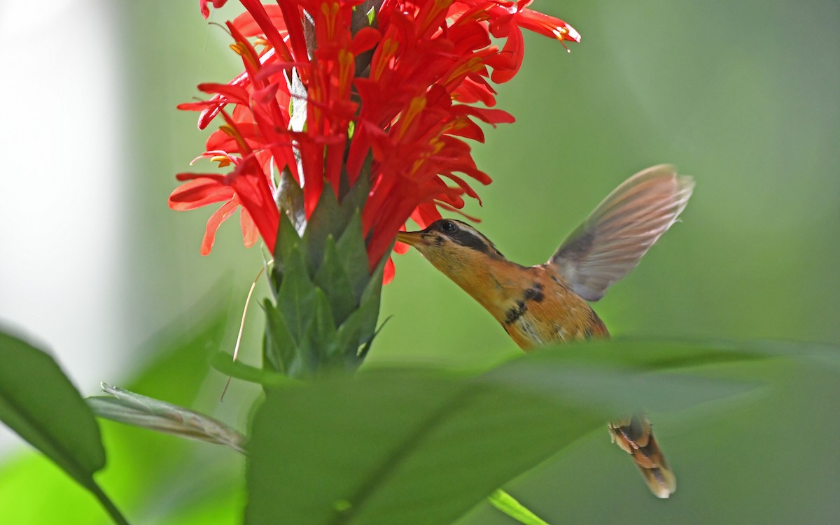 kolibřík Stuartův - ML610460016