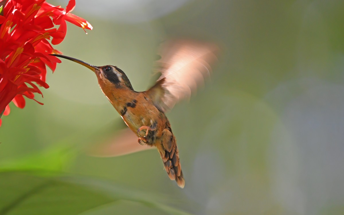 kolibřík Stuartův - ML610460017