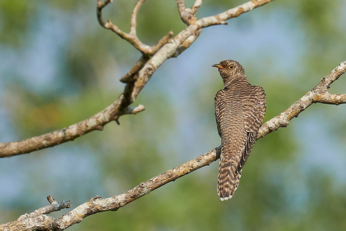 Common Cuckoo - Raghavendra  Pai