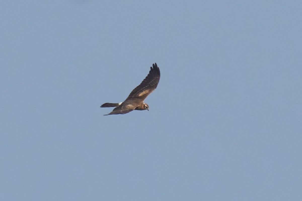 Montagu's Harrier - Raghavendra  Pai