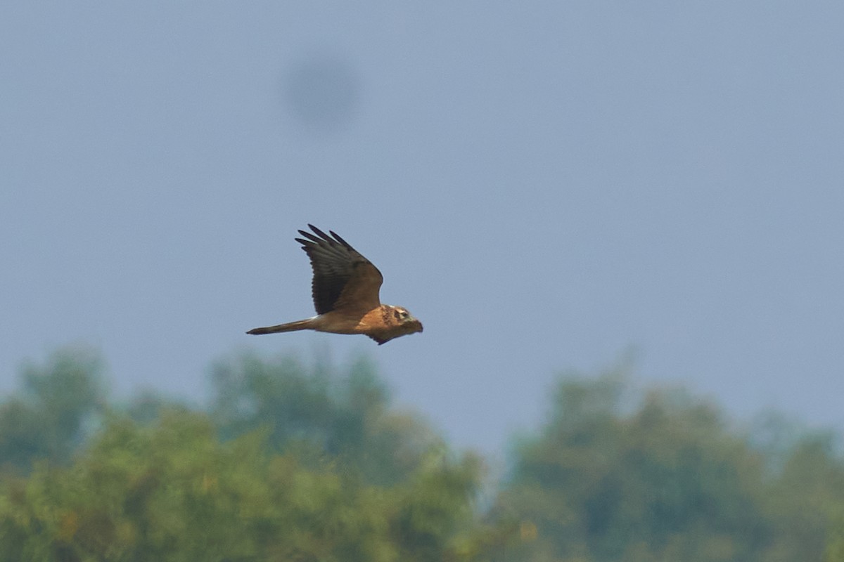 Montagu's Harrier - Raghavendra  Pai