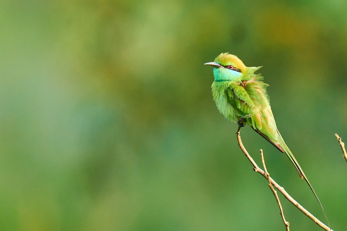 Asian Green Bee-eater - Raghavendra  Pai