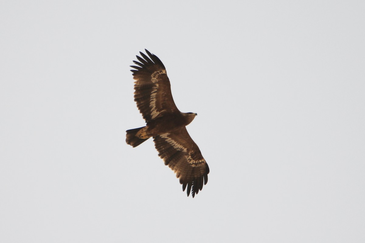 Steppe Eagle - ML610460201