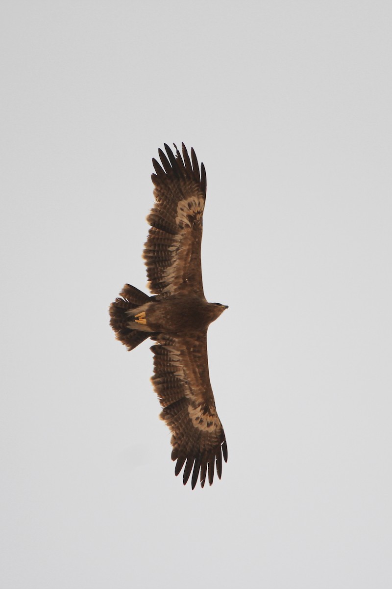 Steppe Eagle - ML610460203