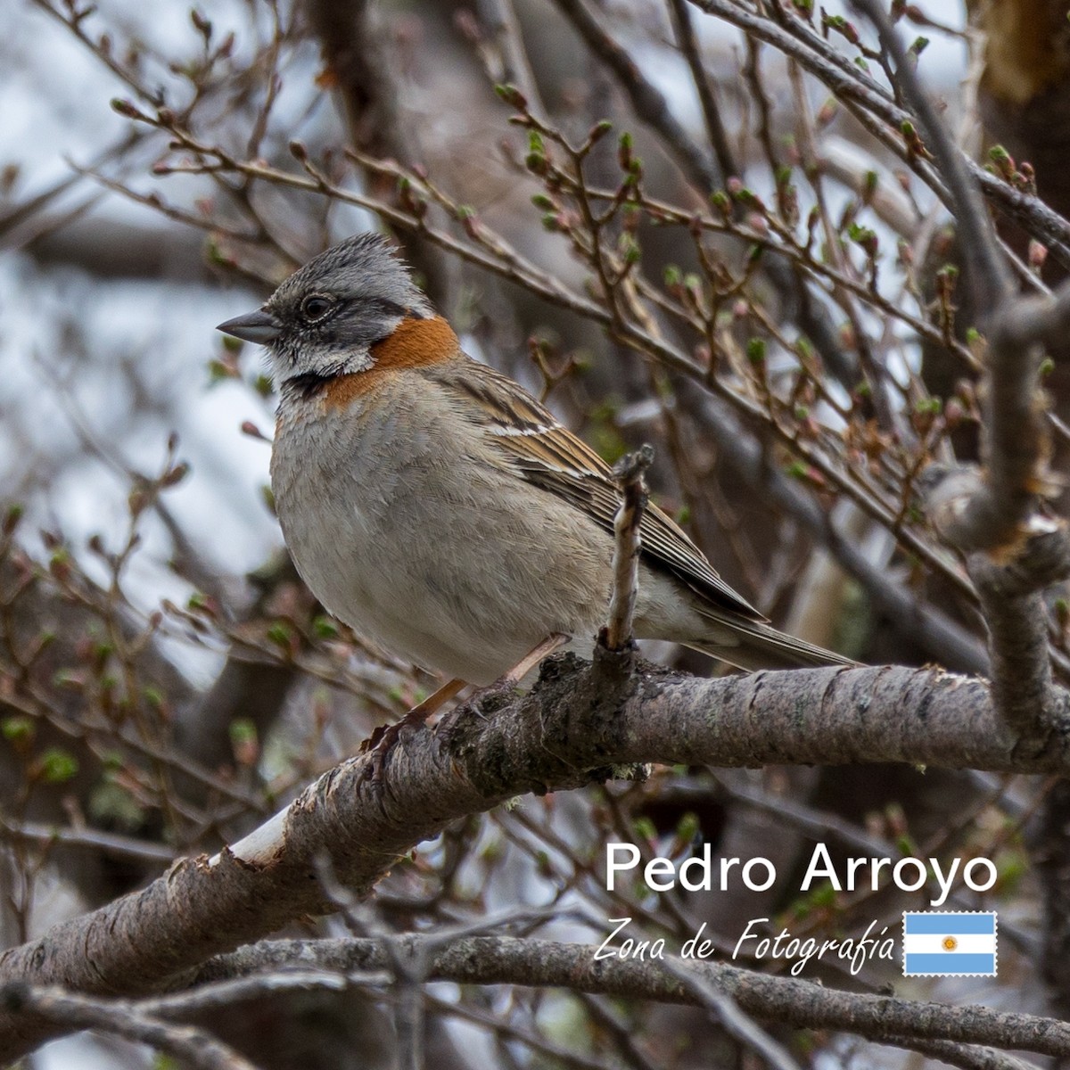 Rufous-collared Sparrow - ML610460214