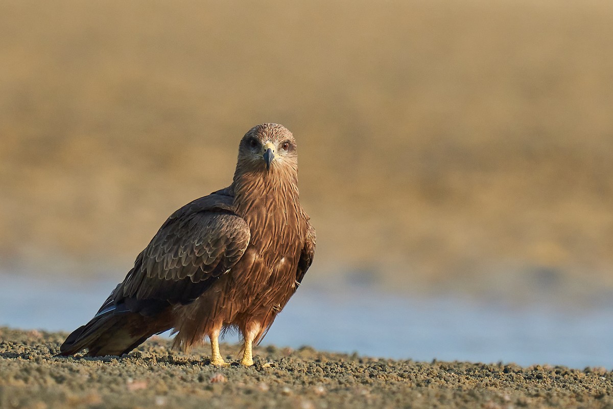 Black Kite - ML610460245