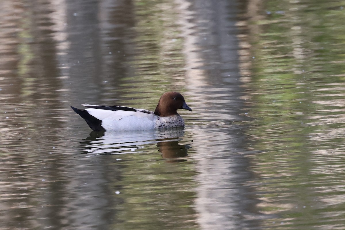 Maned Duck - ML610460274