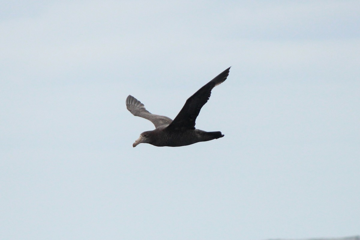 Northern Giant-Petrel - ML610460336