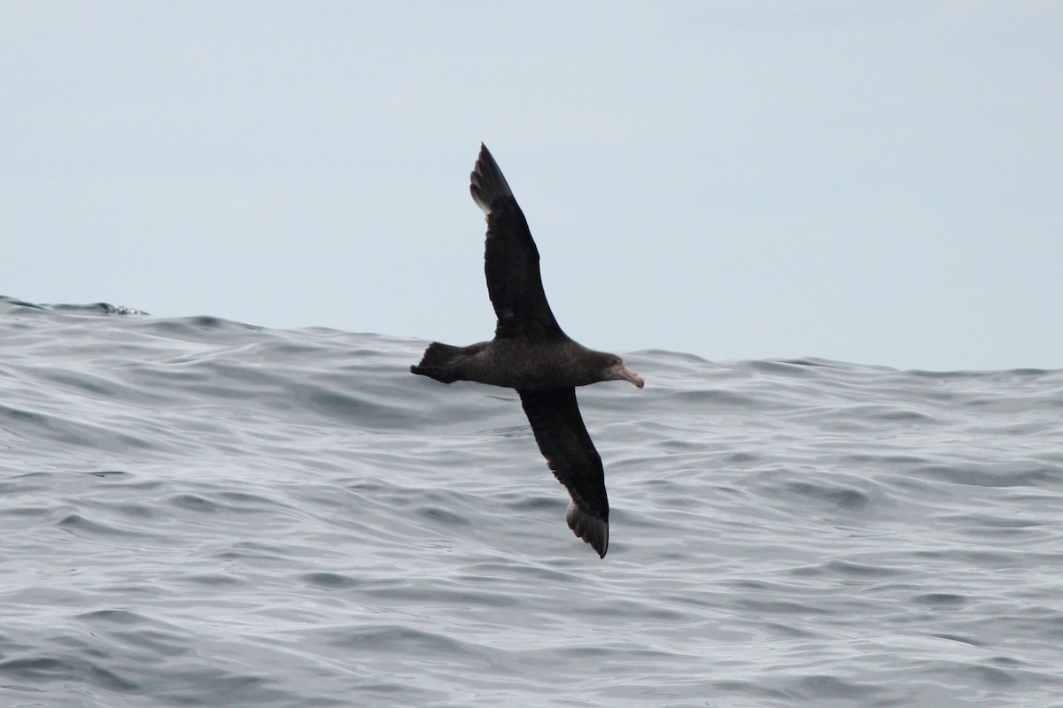 Northern Giant-Petrel - ML610460338