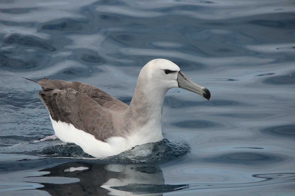 Albatros à cape blanche - ML610460346