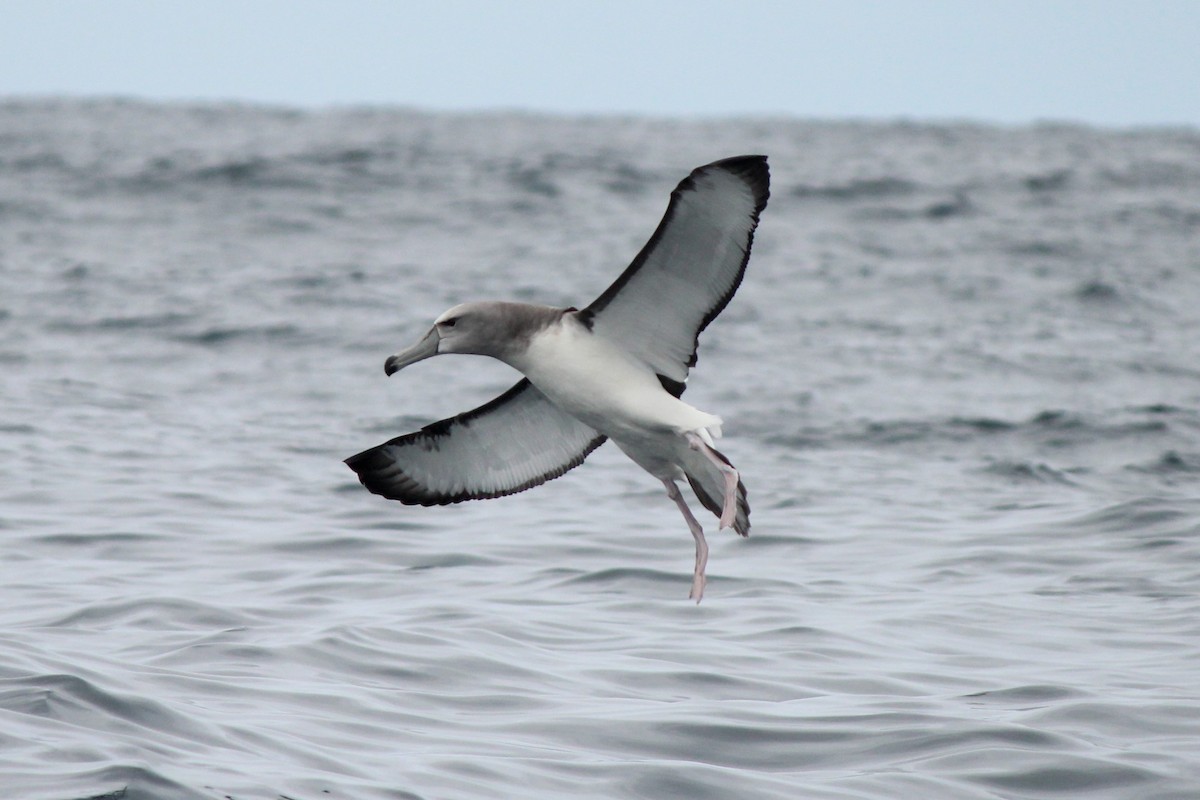 White-capped Albatross - ML610460351