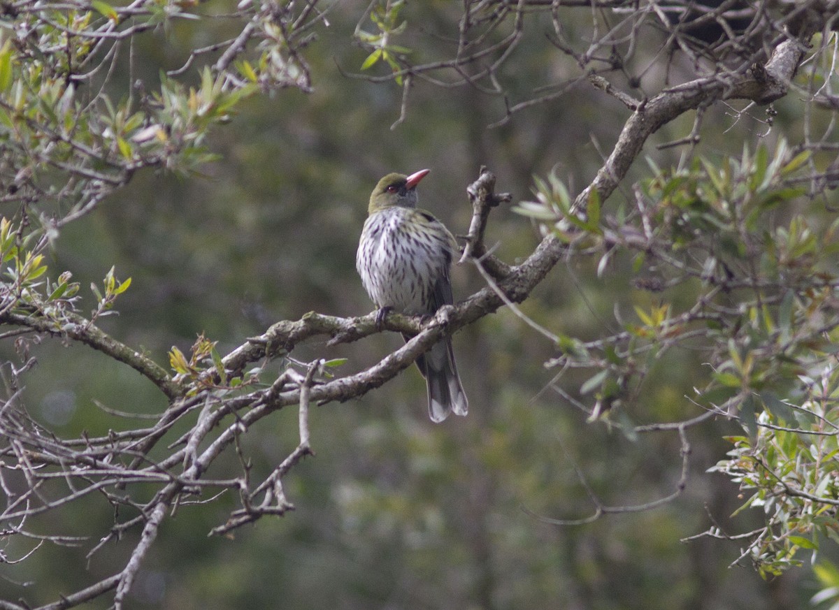 Olive-backed Oriole - ML610460356