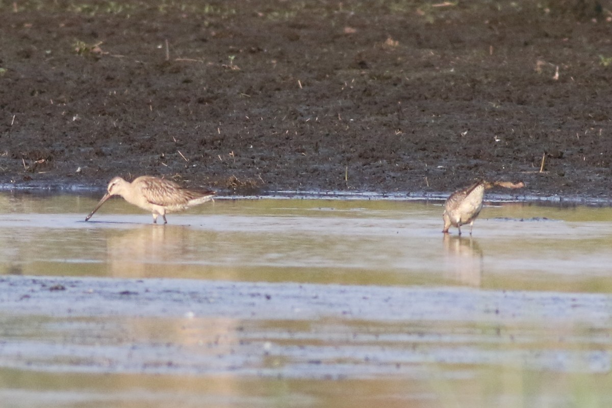 Asian Dowitcher - ML610460385