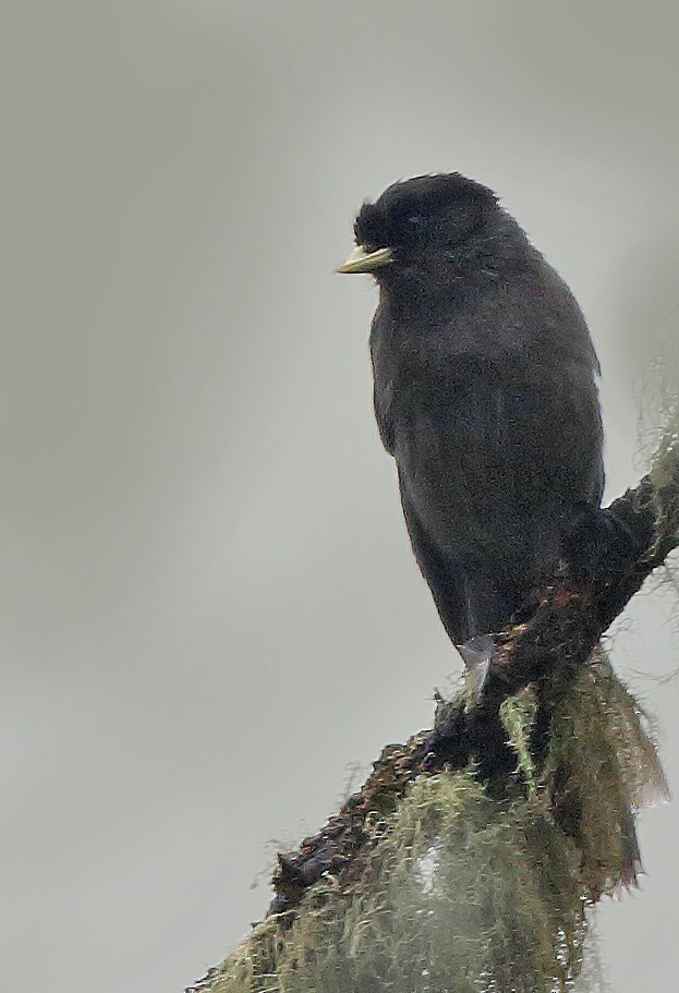 Sichuan Jay - ML610460459