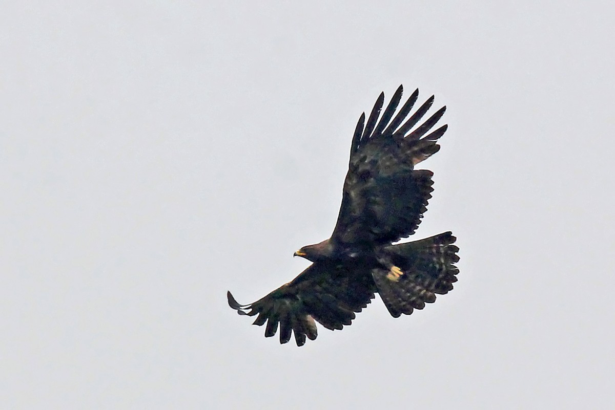 Águila Milana - ML610460489