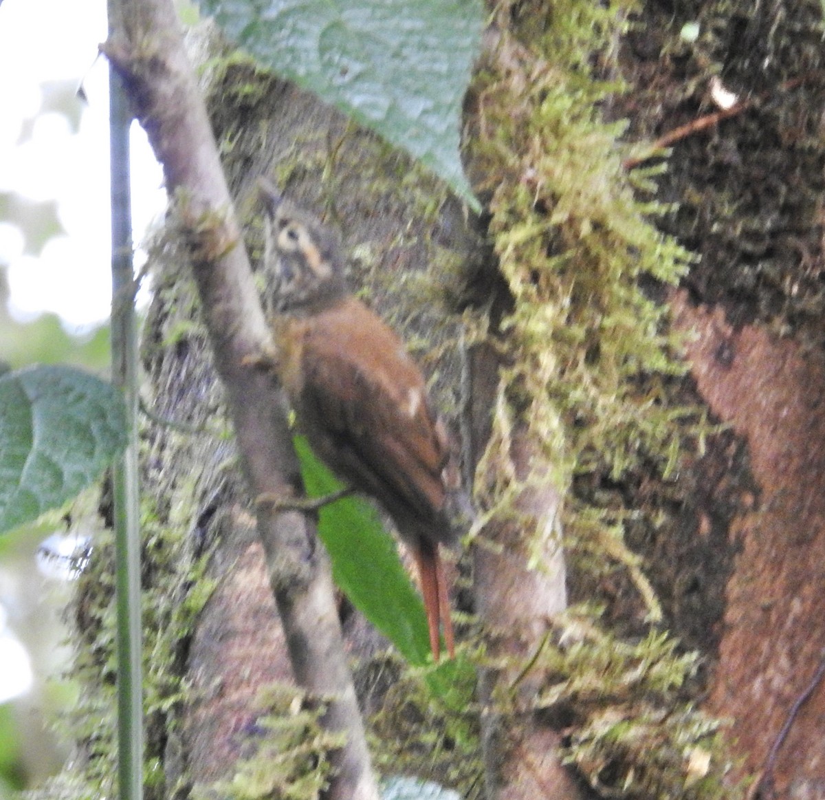 Scaly-throated Foliage-gleaner - Kurt Schwarz