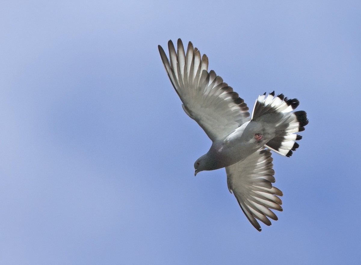 Pigeon des rochers - ML610460546