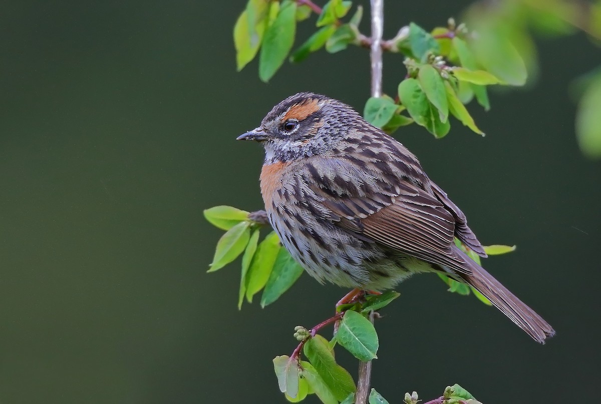 Rufous-breasted Accentor - ML610460569
