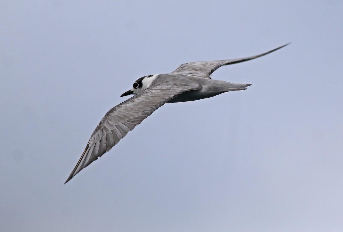 White-winged Tern - Neoh Hor Kee