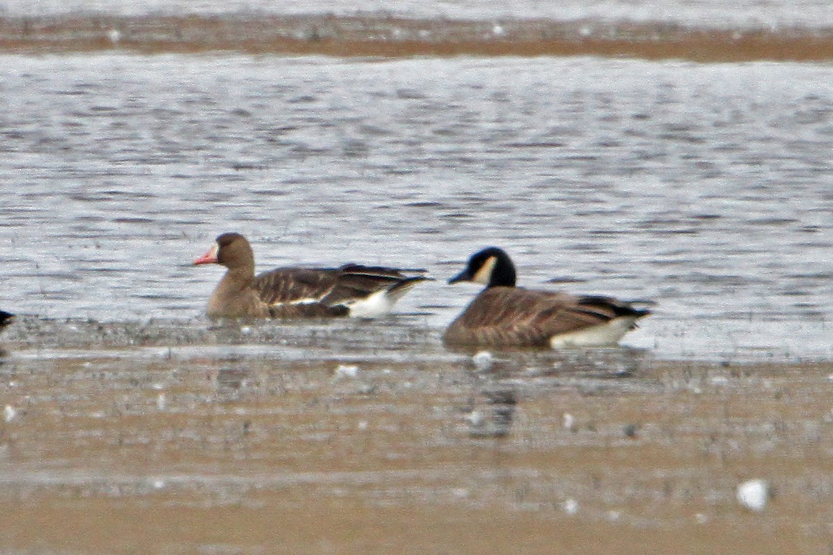 Greater White-fronted Goose - Marlene Cashen