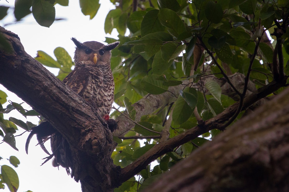 Spot-bellied Eagle-Owl - ML610460722