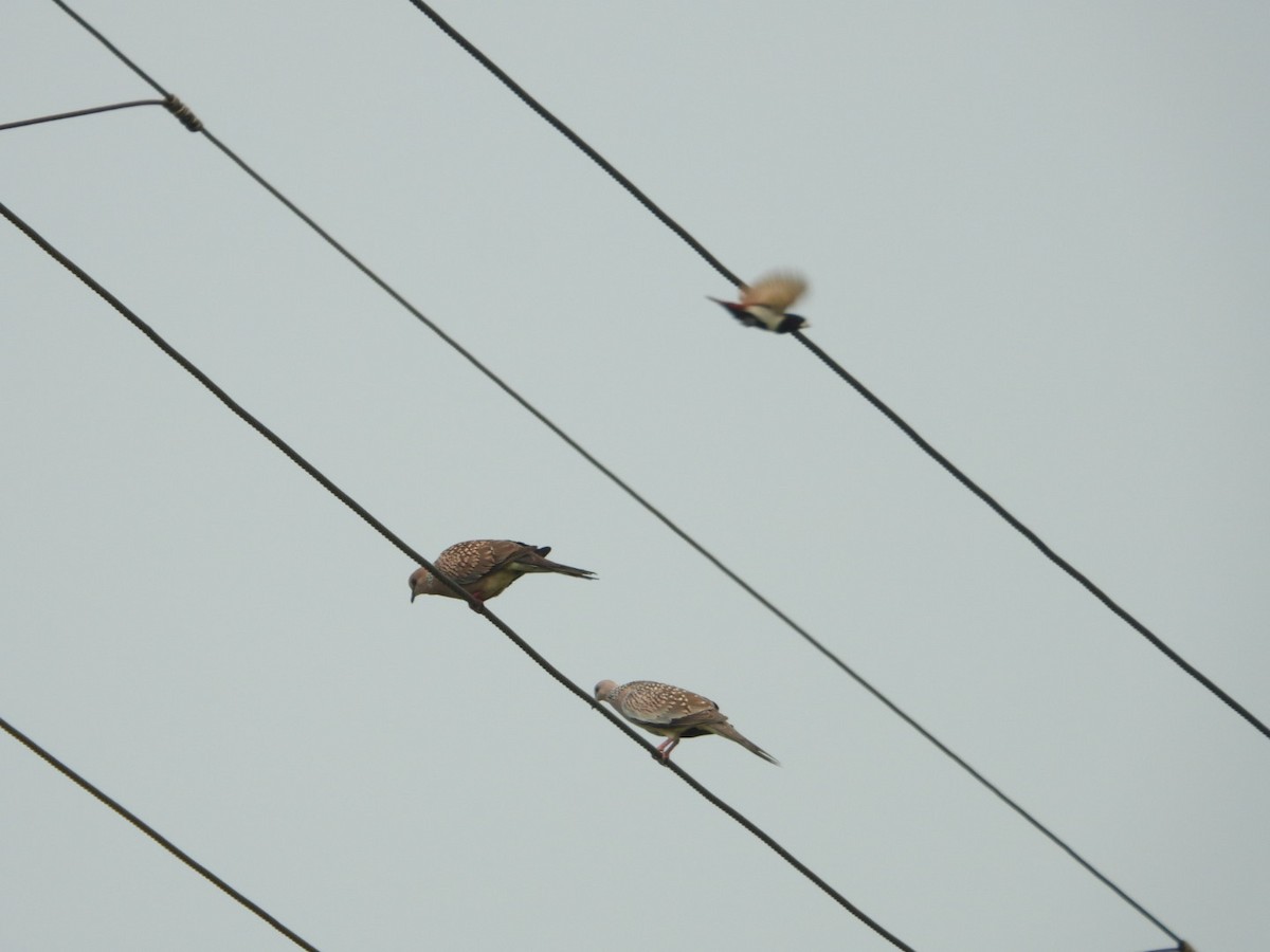 Spotted Dove - ML610460801
