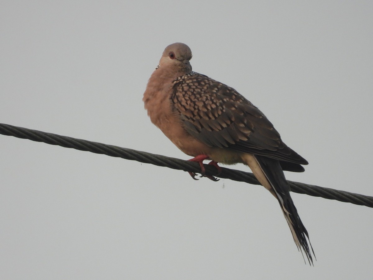 Spotted Dove - ML610460802