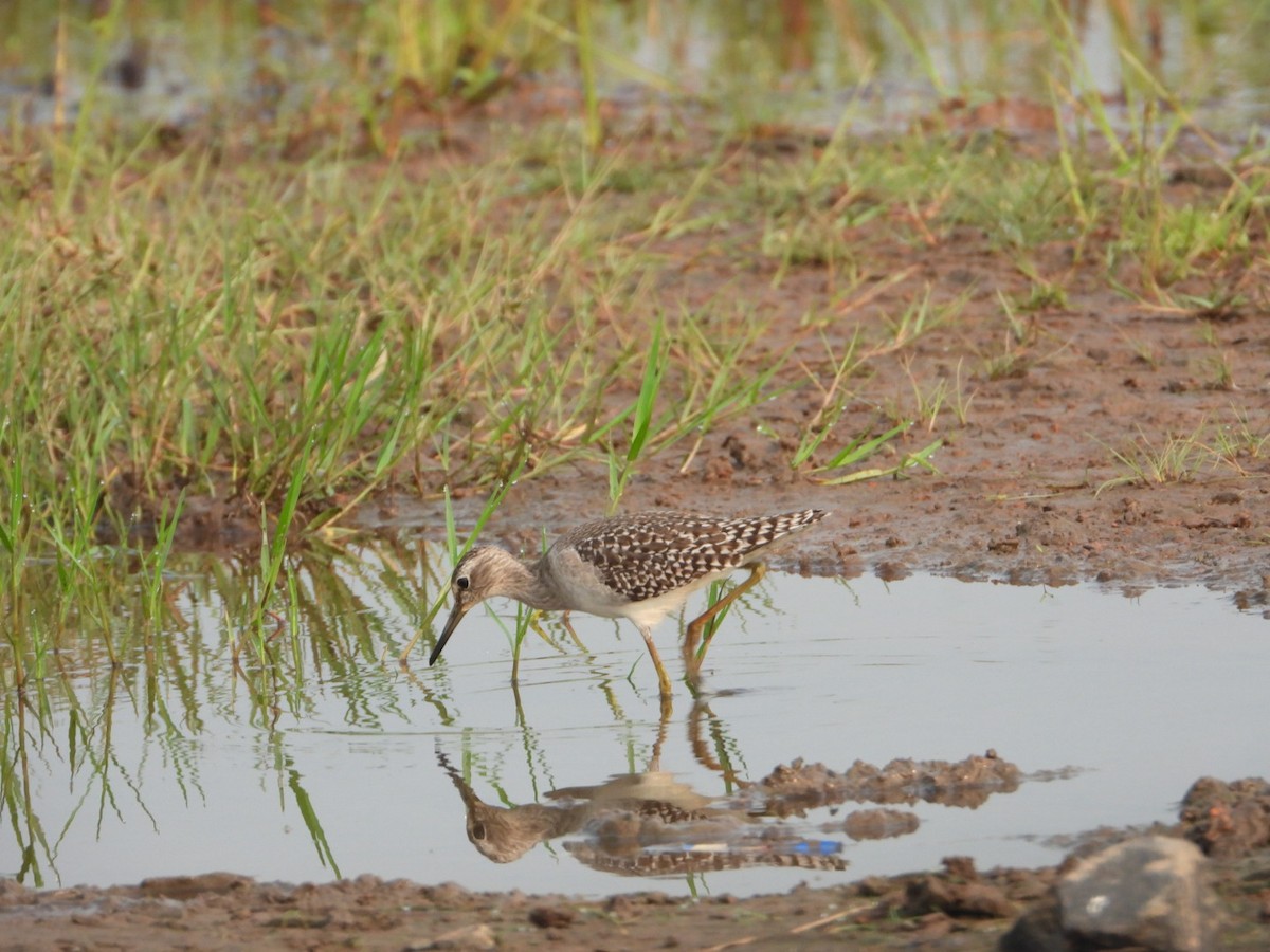 Wood Sandpiper - ML610460891