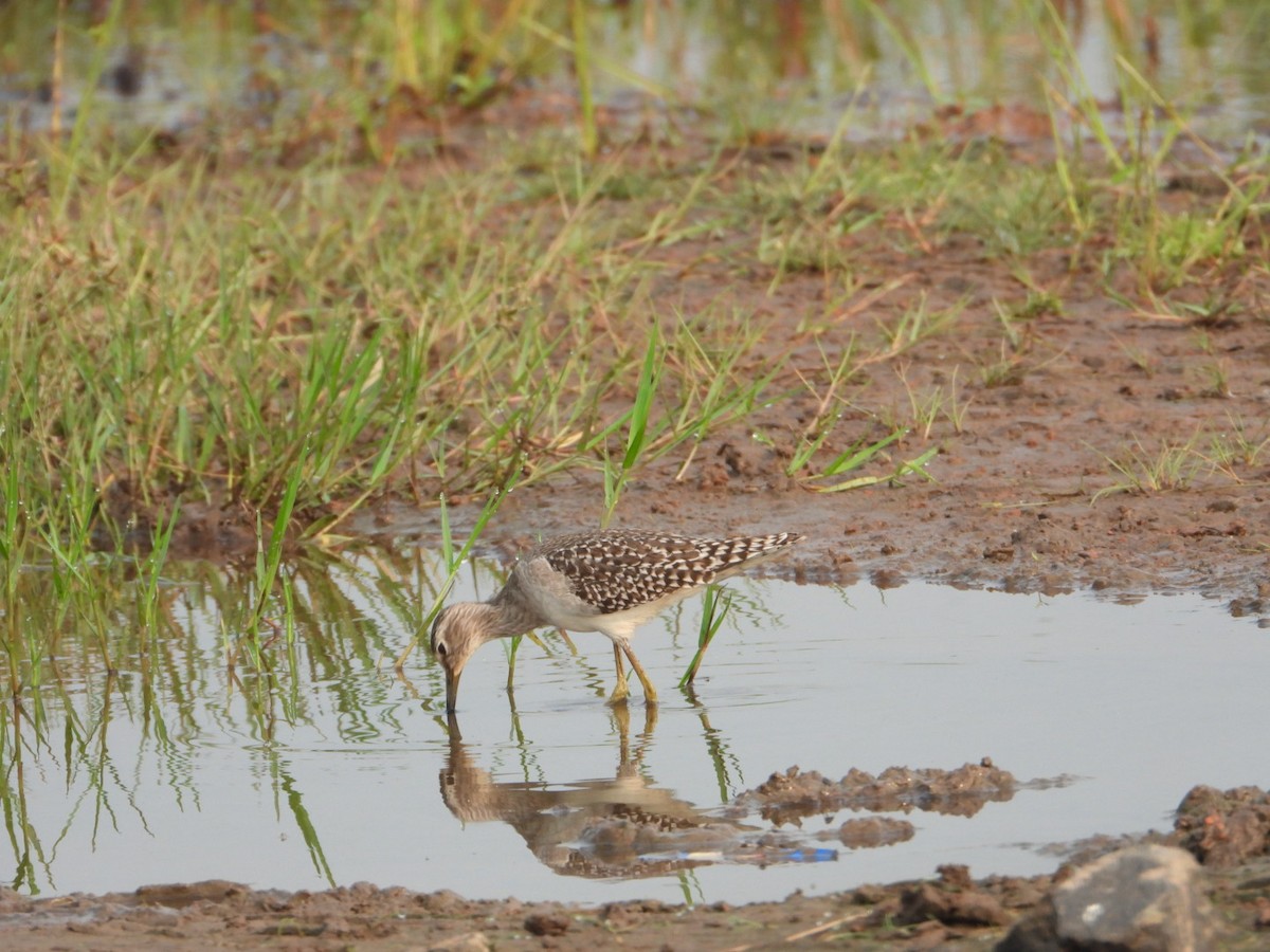 Wood Sandpiper - ML610460892