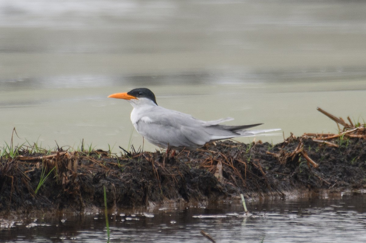 River Tern - H Nambiar