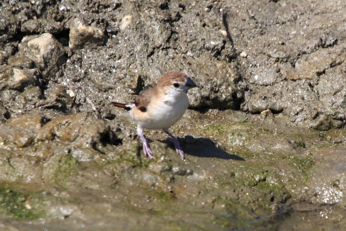 Indian Silverbill - ML610460953