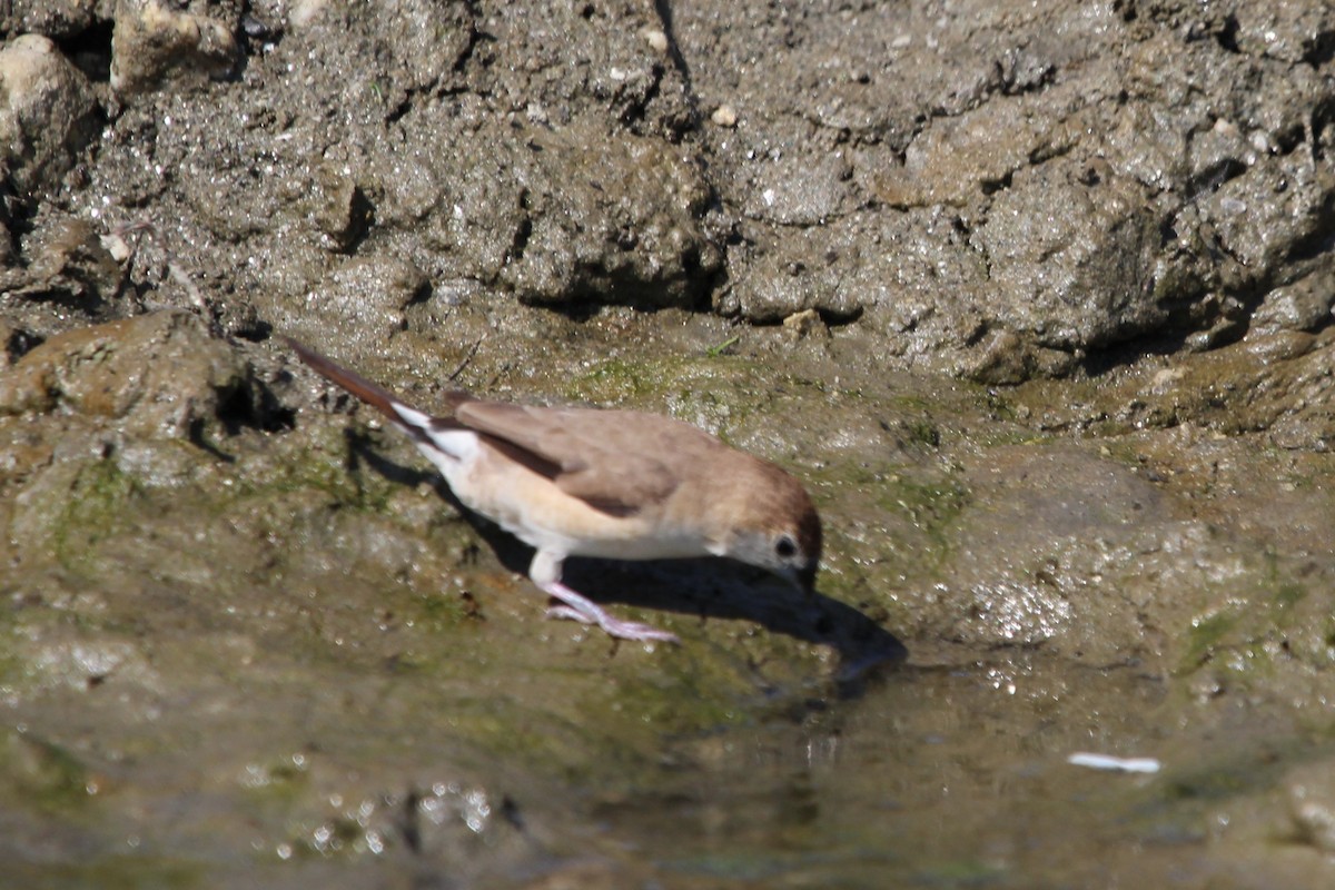 白喉文鳥 - ML610460954