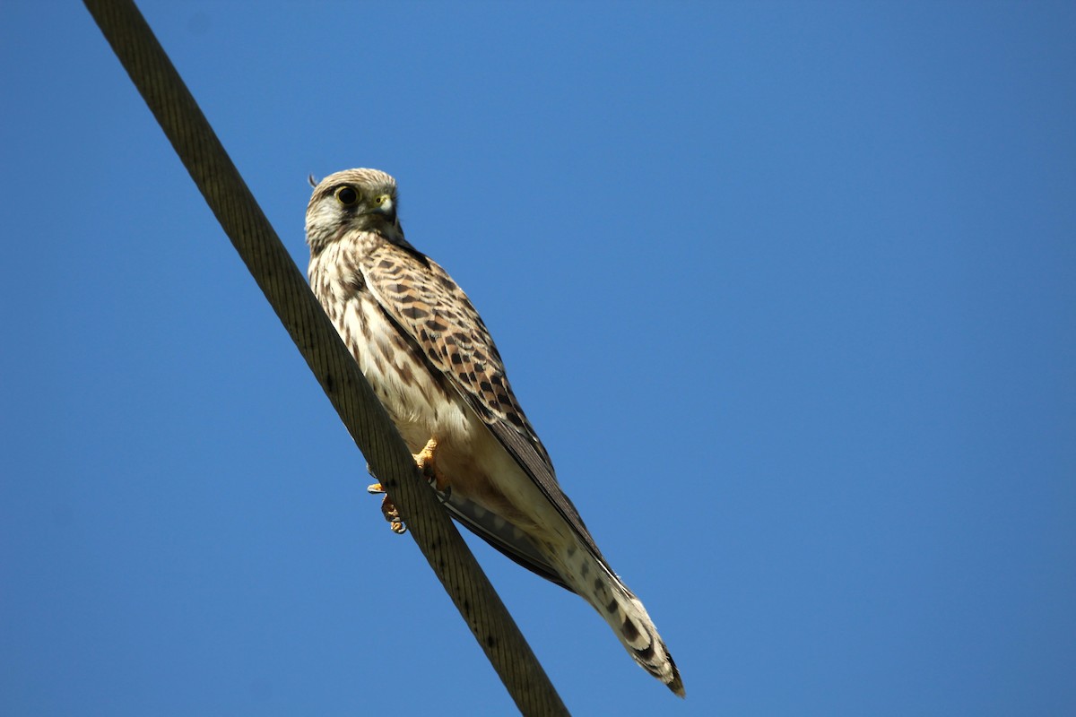 Eurasian Kestrel - Anand Chaudhary