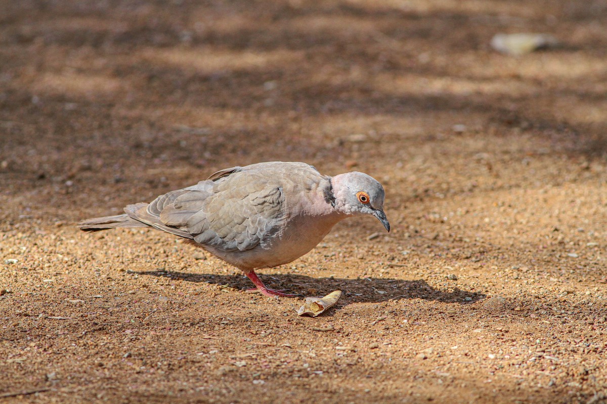 Mourning Collared-Dove - Per Smith