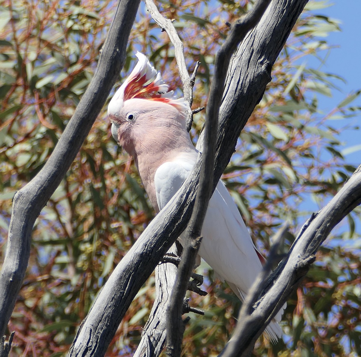 Pink Cockatoo - ML610460996