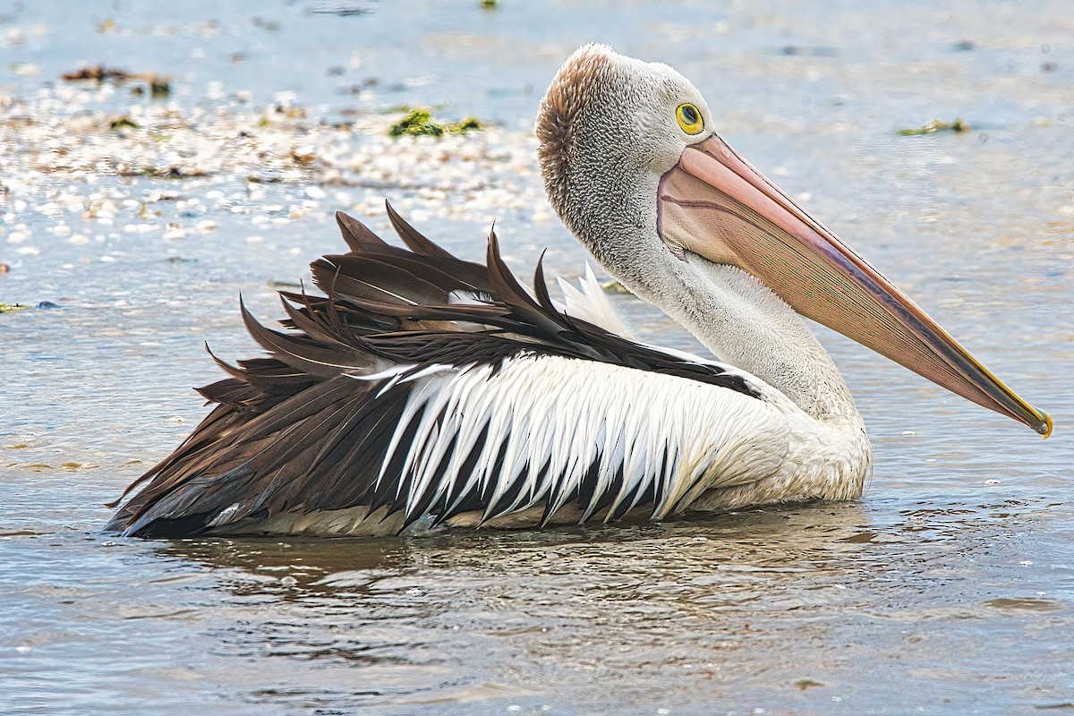 pelikán australský - ML610461025