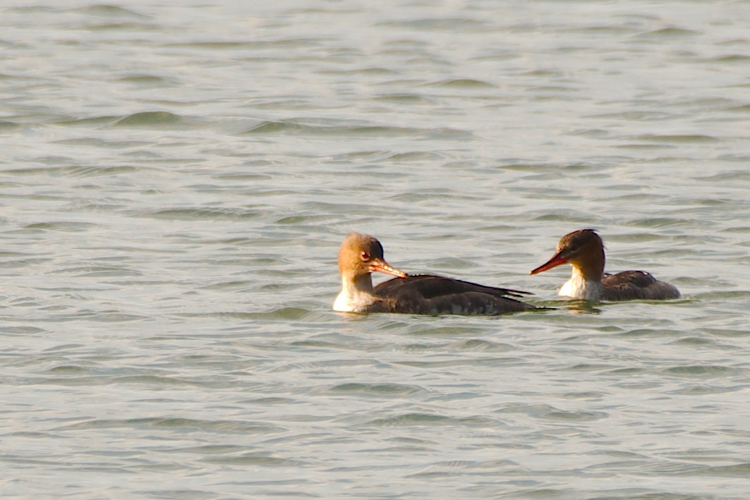 Red-breasted Merganser - ML610461029