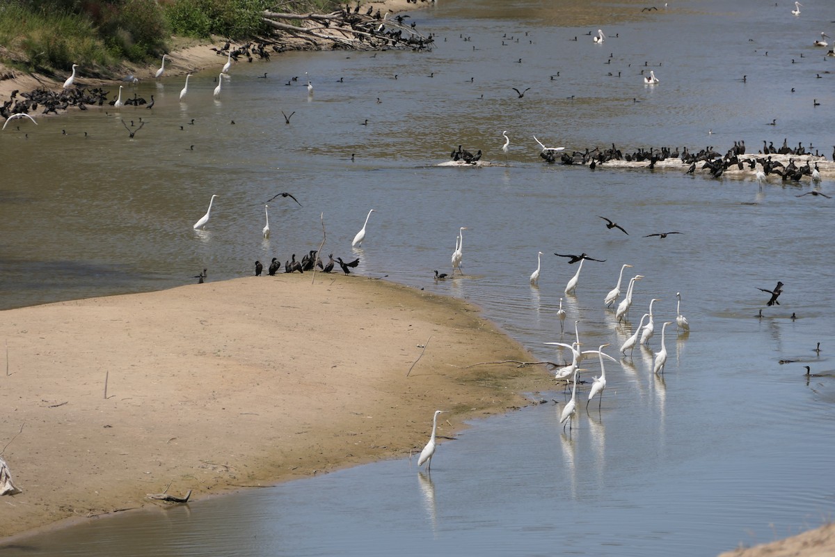 Great Egret - ML610461177