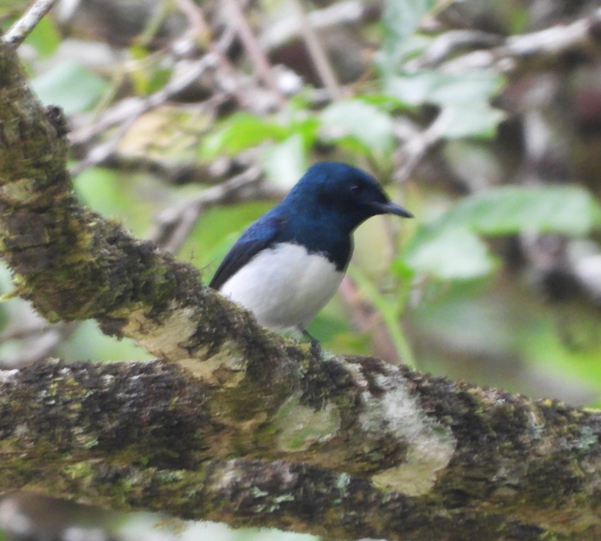 Satin Flycatcher - ML610461198