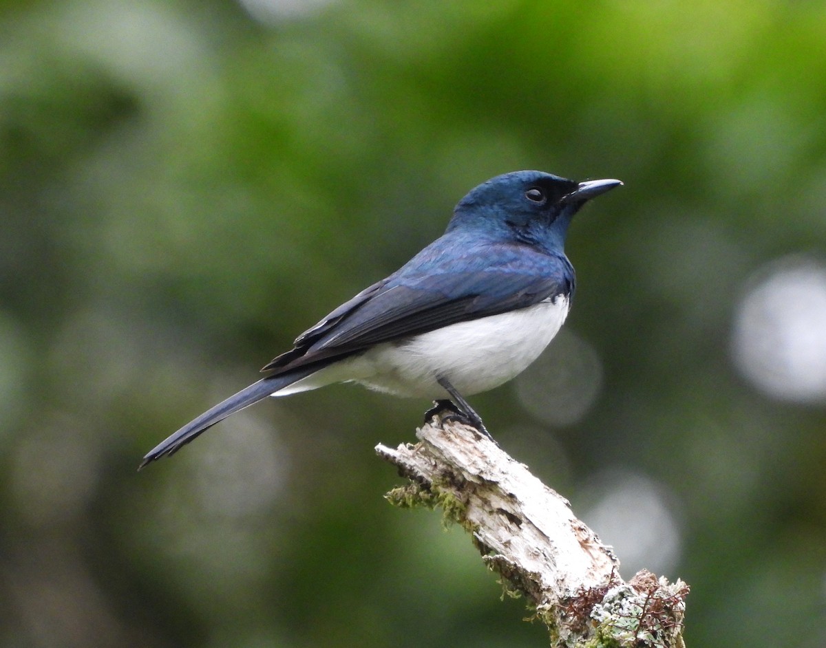 Satin Flycatcher - ML610461199