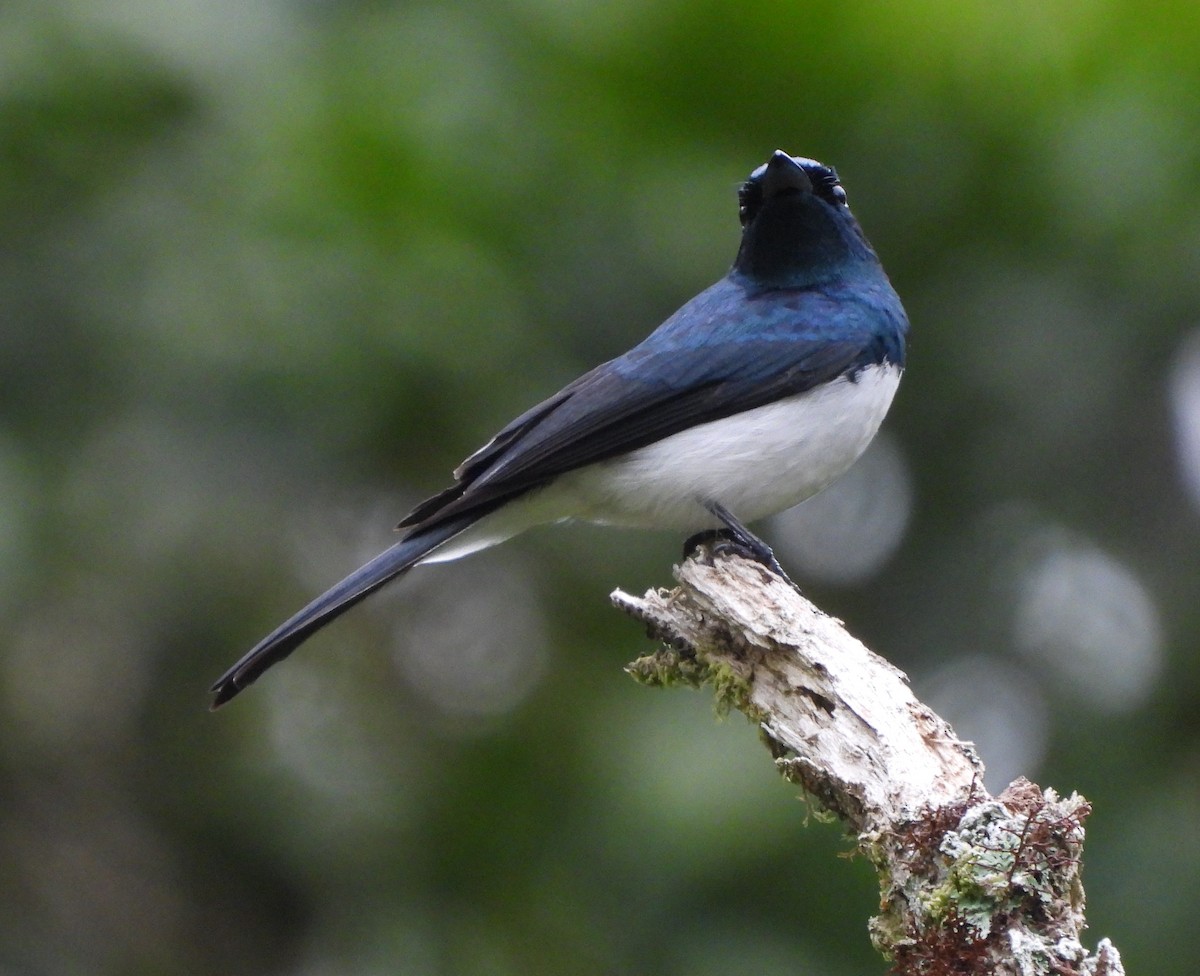 Satin Flycatcher - ML610461200