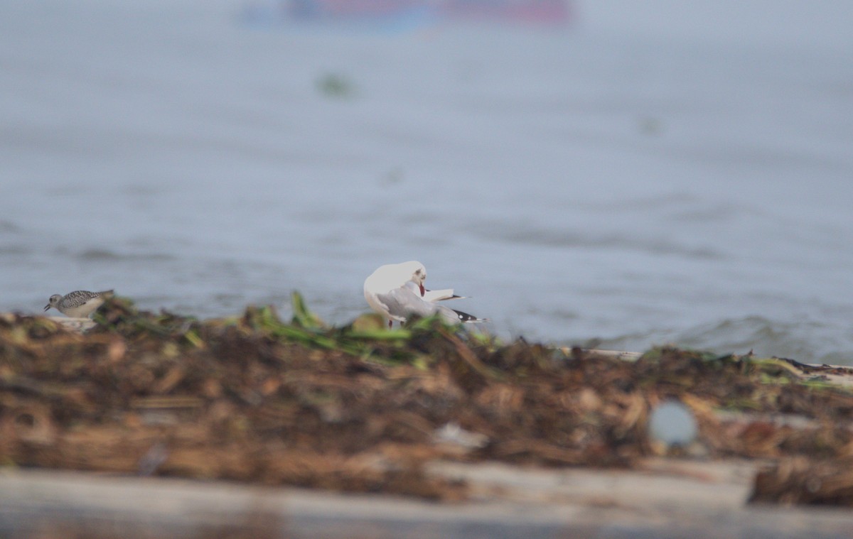 Brown-headed Gull - ML610461216