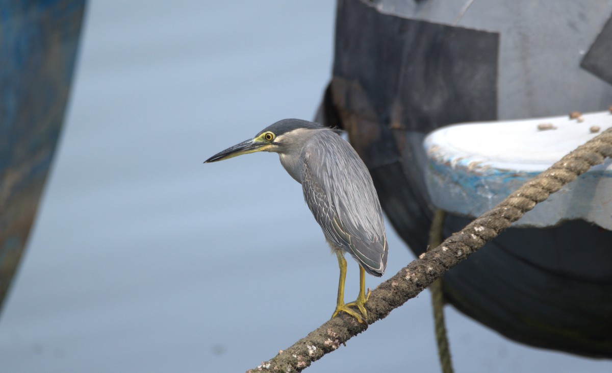 Striated Heron - ML610461316