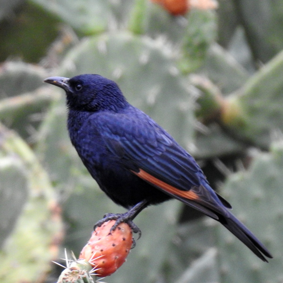 Tristram's Starling - ML610461321