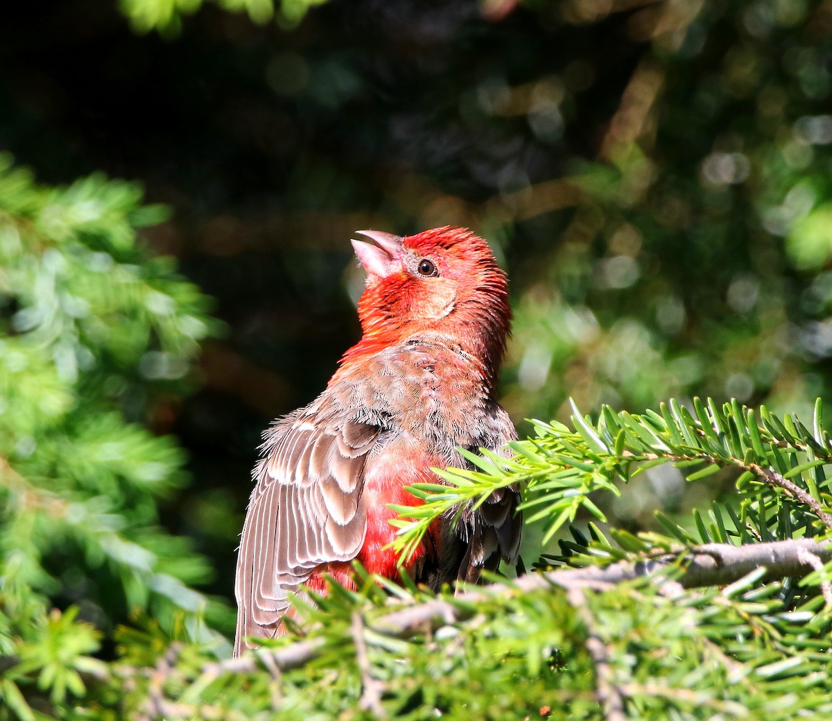 House Finch - Lowell Burket