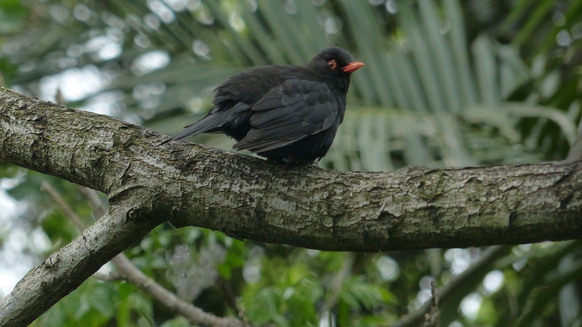 Eurasian Blackbird - ML610461465