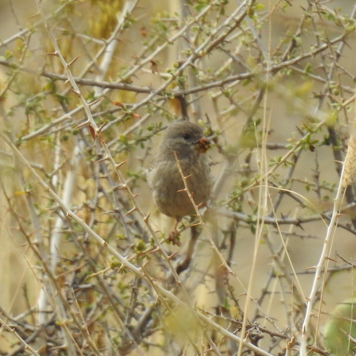 Serin d'Arabie - ML610461502