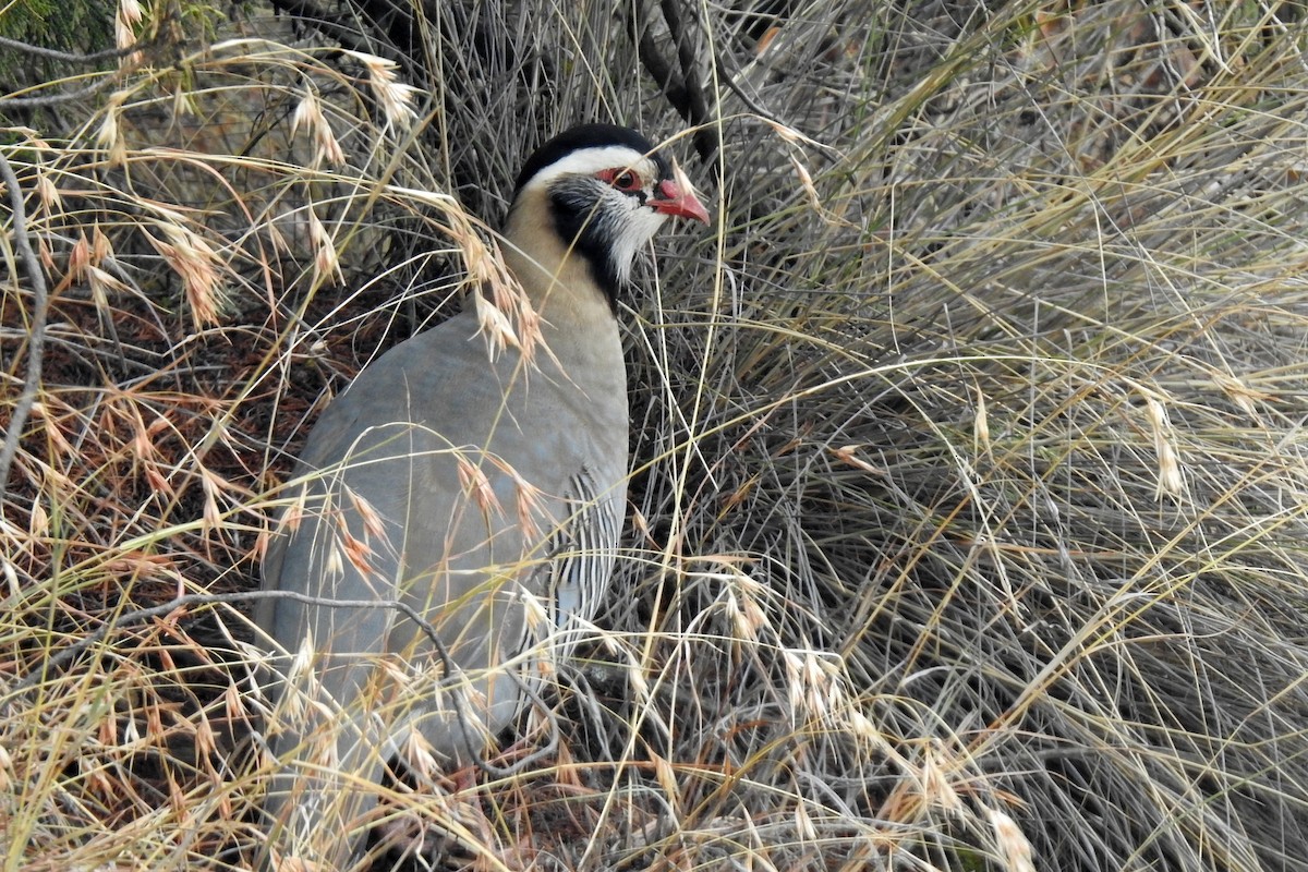 Arabian Partridge - ML610461560