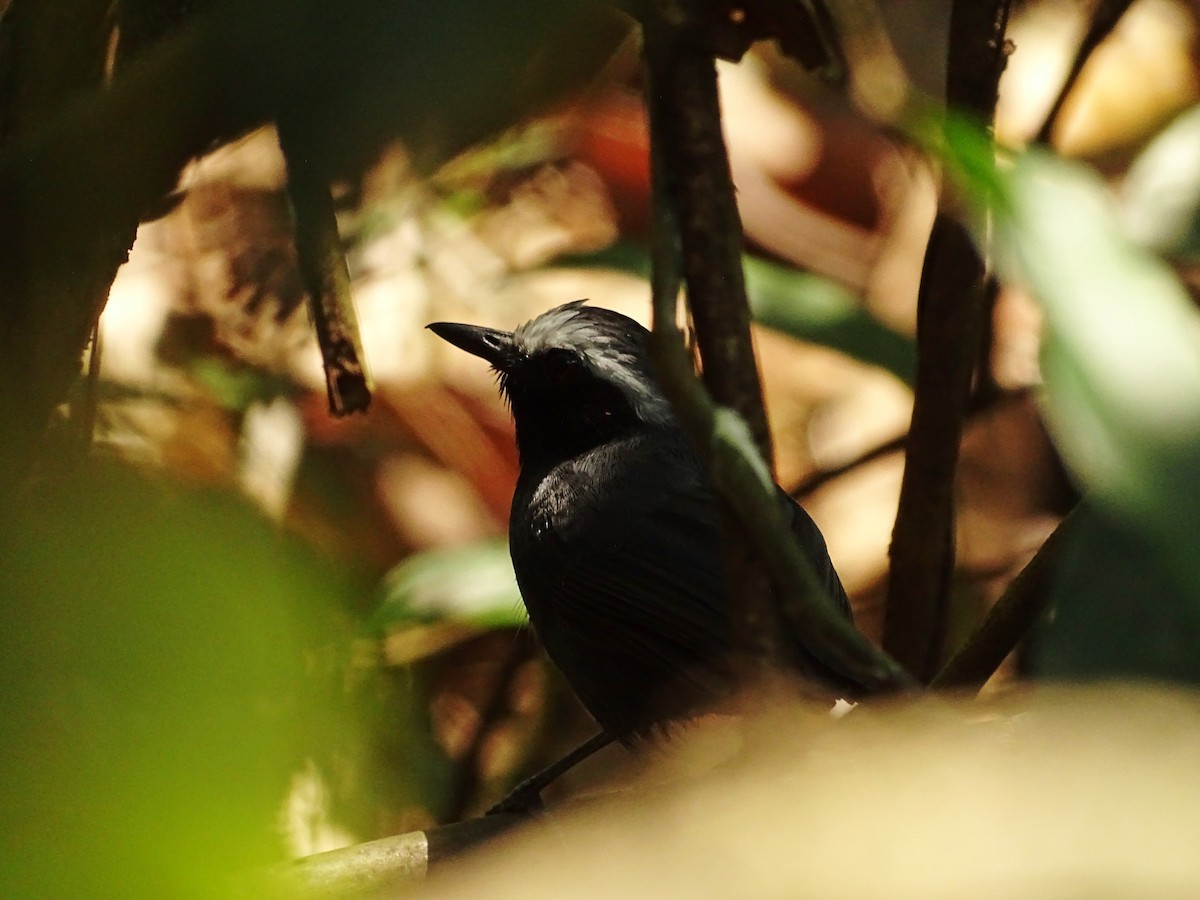 White-browed Antbird - ML610461734