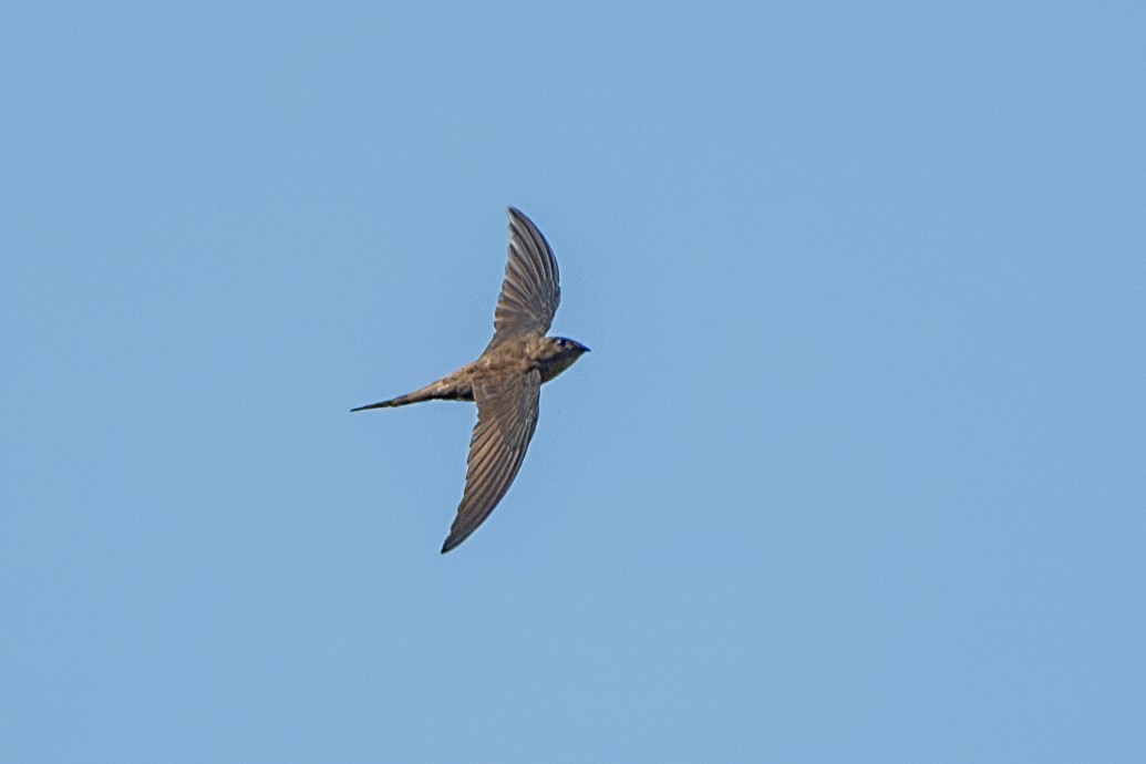 Asian Palm Swift - ML610461818